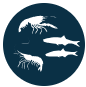 Prey abundance icon. The abundance of small fish and crustaceans is a key metric of Everglades food webs. Prey abundance icon. The abundance of small fish and crustaceans is a key metric of Everglades food webs.